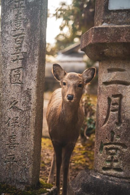 Osaka-Hiroshima Snapshot 6 Day Tour - One Life Adventures - Itinerary Overview