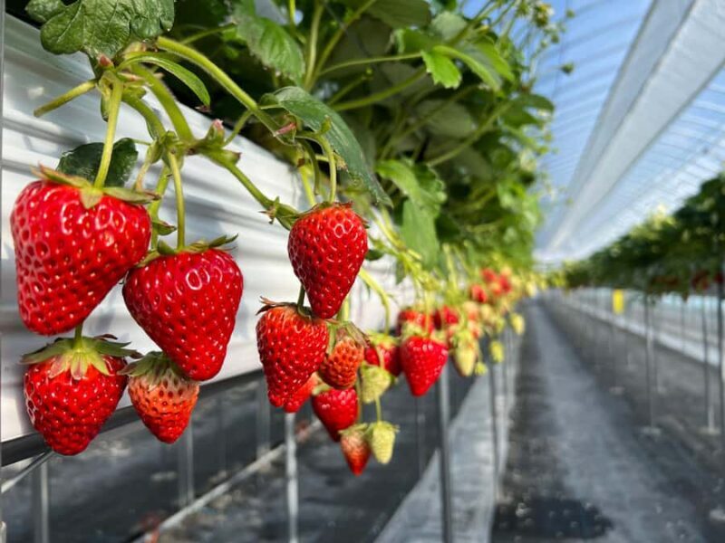 Osaka Izumisano : All You Can Eat Strawberry Picking - The Experience in Detail