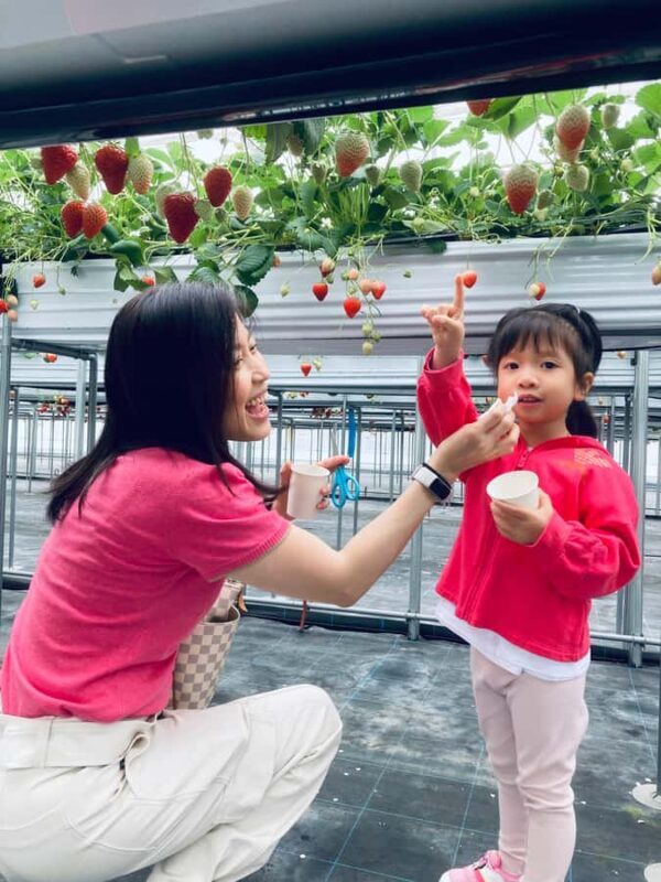 Osaka Izumisano : All You Can Eat Strawberry Picking - Good To Know