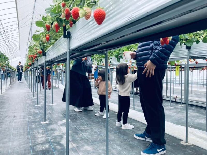 Osaka Izumisano : All You Can Eat Strawberry Picking - What to Expect on the Day: The Strawberry Picking Experience