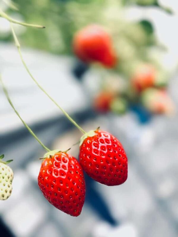 Osaka Izumisano : All You Can Eat Strawberry Picking - Who Will Love This Tour?