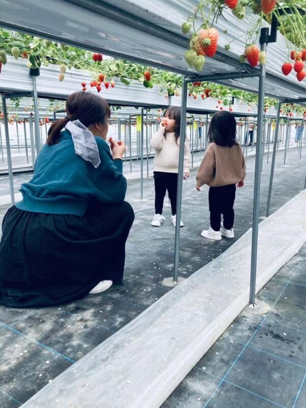 Osaka Izumisano : All You Can Eat Strawberry Picking - Final Thoughts: Is It the Right Experience for You?