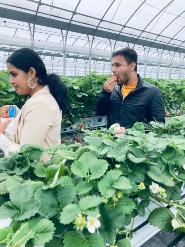 Osaka Izumisano : All You Can Eat Strawberry Picking - FAQ