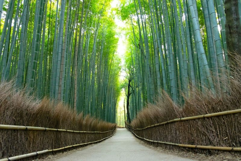 Osaka Katsuo-ji, Arashiyama, Kinkaku-ji Full-Day Tour - Planning details worth checking