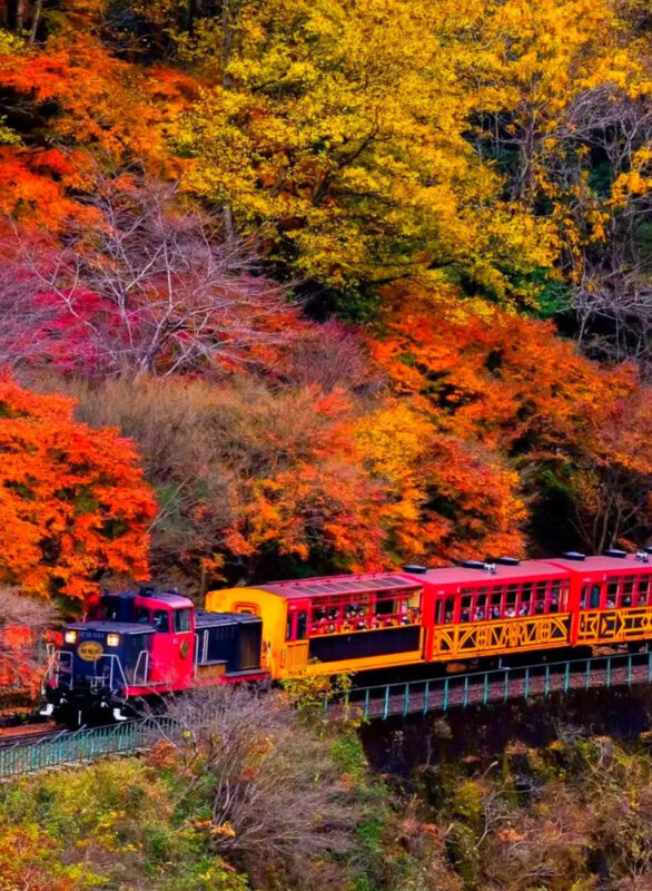Osaka Katsuo-ji & Kyoto Arashiyama & Fushimi Inari Tour (From Osaka) - Value, limits and who should book