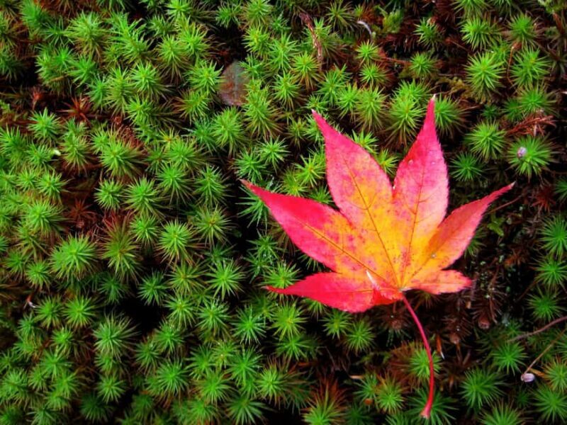 Osaka: Katsuo-ji Temple with Hundreds of Daruma Figures - Natural and Cultural Atmosphere