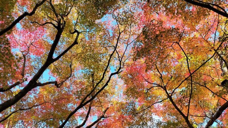 Osaka: Katsuo-ji Temple with Hundreds of Daruma Figures - The Sum Up