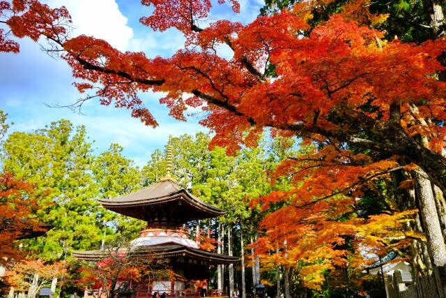 Osaka Koyasan & Okunoin Cemetery Day Tour - At a glance: the parts that make this day trip different