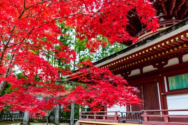 Osaka Koyasan & Okunoin Cemetery Day Tour - A long day that trades transit planning for temple time