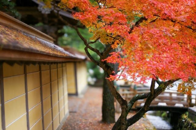 Osaka Koyasan & Okunoin Cemetery Day Tour - Okunoin Cemetery is the emotional center of the Koyasan visit