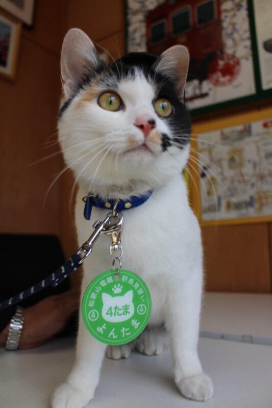 Osaka Koyasan & Okunoin Cemetery Day Tour - Is the price good value for a day from Osaka?
