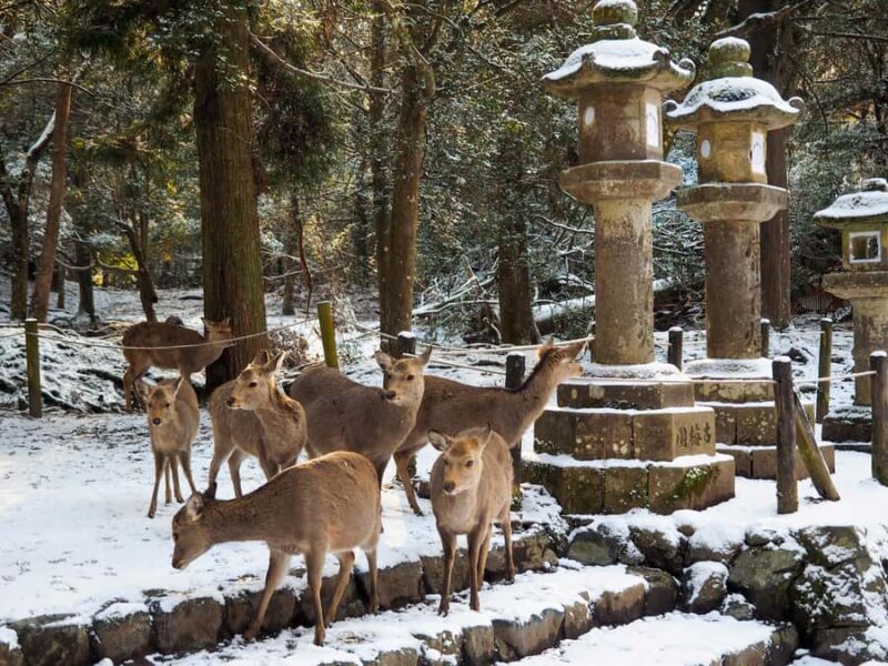 Osaka: Kyoto and Nara Day Tour with 7 to 9 Must-See Spots - Final Summary