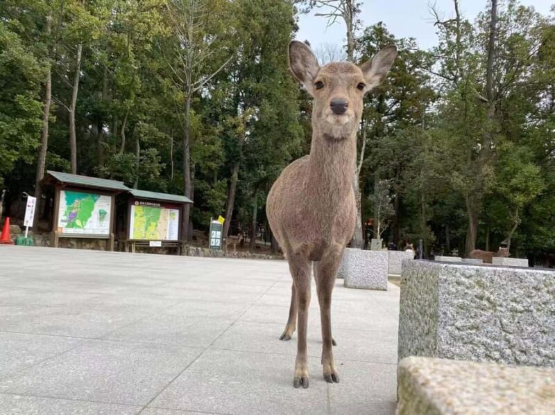 Osaka: Kyoto and Nara Day Trip with Pickup - Why This Tour Is Worth Considering