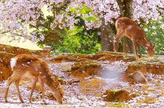 Osaka: Kyoto and Nara UNESCO World Heritage Sites Day Trip - Inclusions of the Tour