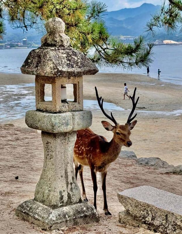 Osaka/Kyoto: Hiroshima & Miyajima UNESCO Sites Private Tour - In The Sum Up: Who Should Consider This Tour?