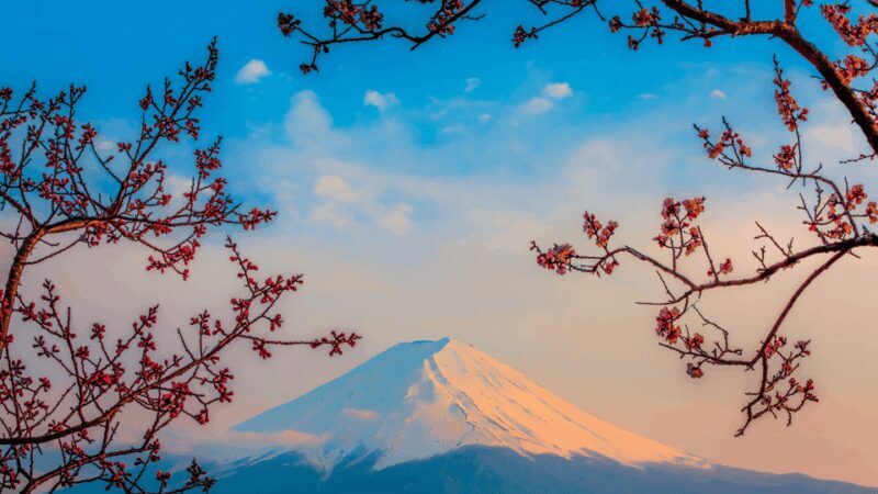 Osaka, Kyoto & Nara 5 Days Tour with Accomodation - Why This Tour Stands Out