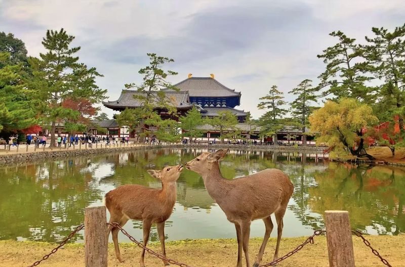 Osaka Kyoto & Nara Full-Day Private Tour with Customizable Itinerary - Key points to know before you book
