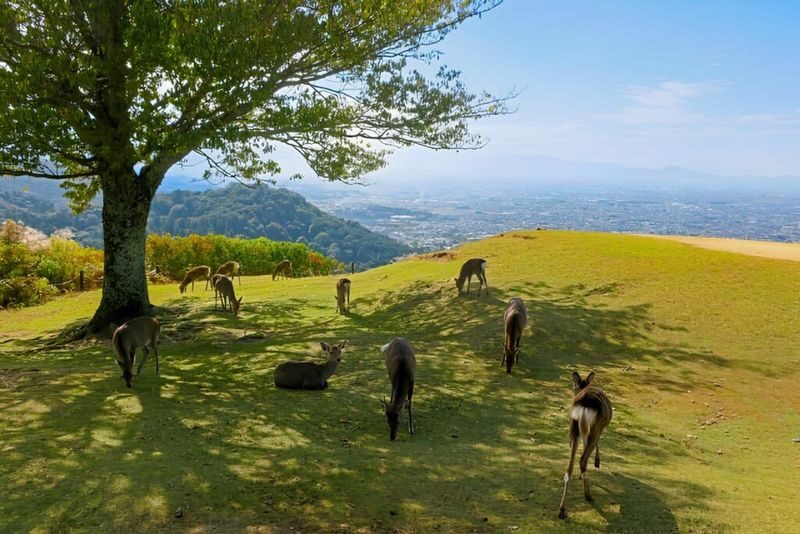 Osaka Kyoto & Nara Full-Day Private Tour with Customizable Itinerary - Price, timing, and small planning choices