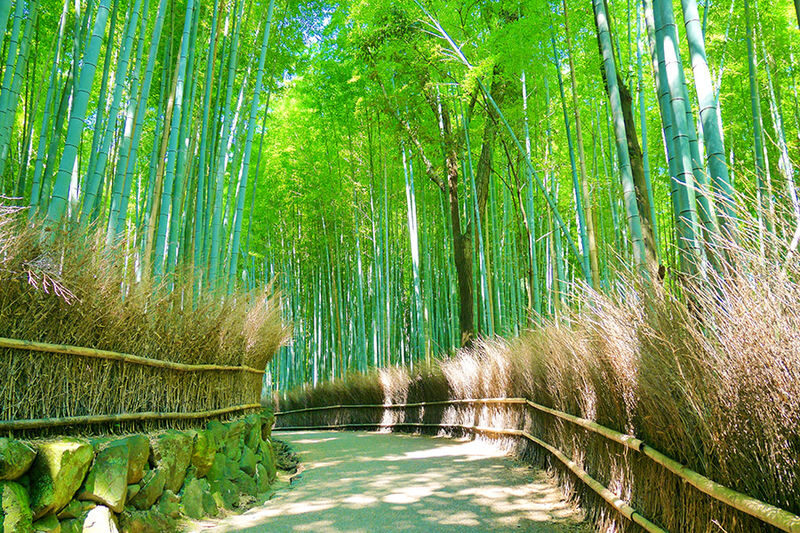 Osaka Kyoto & Nara Full-Day Private Tour with Customizable Itinerary - Should you book the Osaka, Kyoto, and Nara day tour?