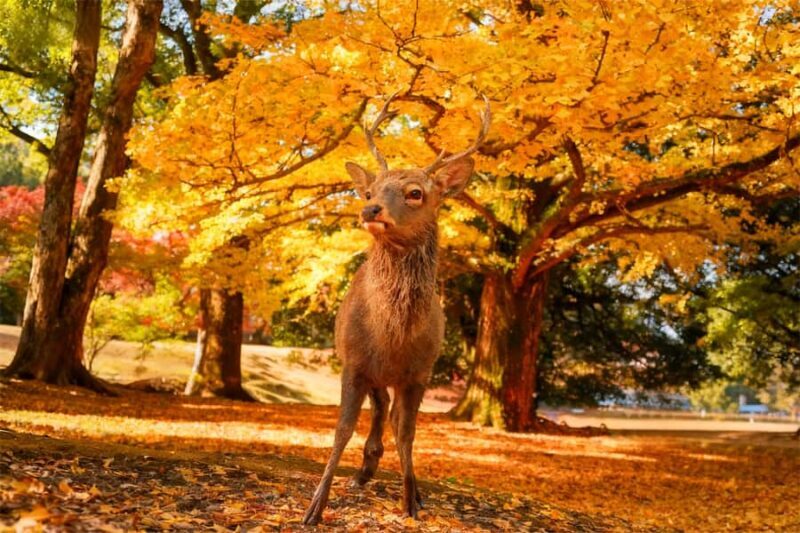 Osaka: Kyoto & Nara Park Deer Sighting Tour /w Hotel Pickup - Final Thoughts