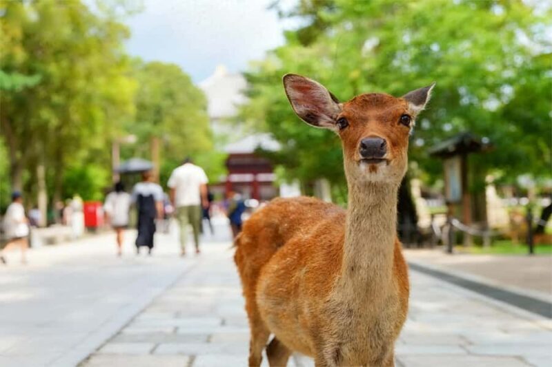 Osaka: Kyoto & Nara Park Deer Sighting Tour /w Hotel Pickup - FAQ