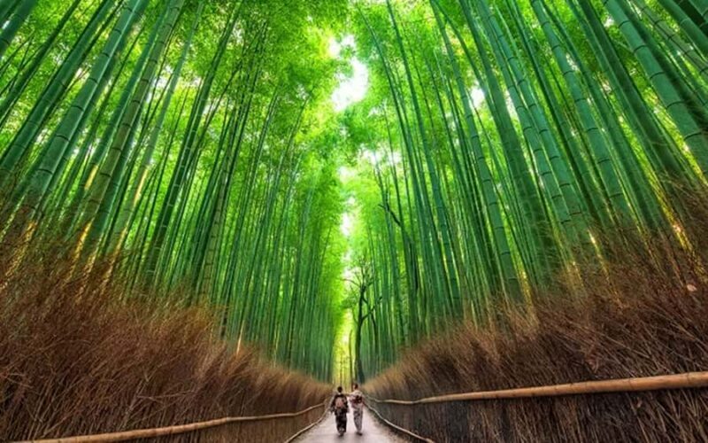 Osaka Kyoto: Nijo Castle, Nara, Arashiyama, Day Trip by Bus - Who Would Love This Tour?