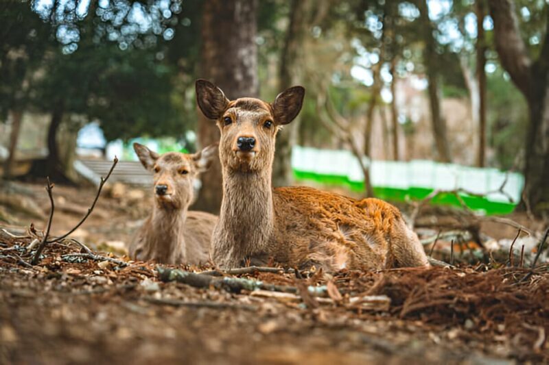 Osaka/Kyoto: Private Kyoto and Nara Day Trip - Frequently Asked Questions