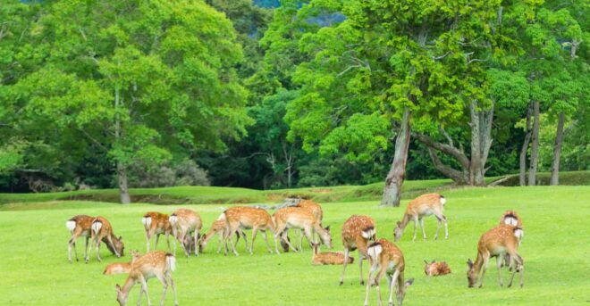 Osaka: Kyoto World Heritage & Nara Cute Deer 1-Day Bus Tour - Key Attractions