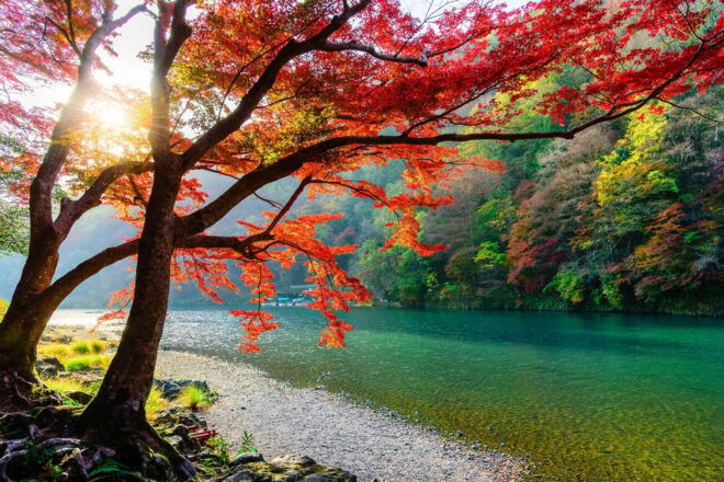 Osaka: Kyoto World Heritage & Nara Cute Deer 1-Day Bus Tour - Included Services