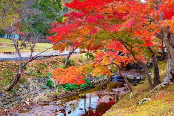 Osaka: Kyoto World Heritage & Nara Cute Deer 1-Day Bus Tour - Best Time to Visit