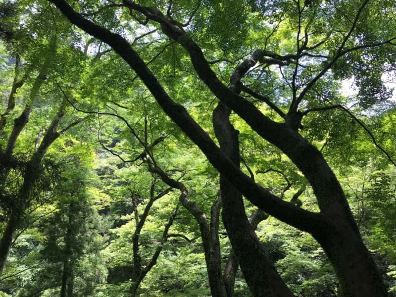 Osaka: Minoh Forest Walk & Giant Waterfall with Local Lunch - Gentle Return and Local Lunch