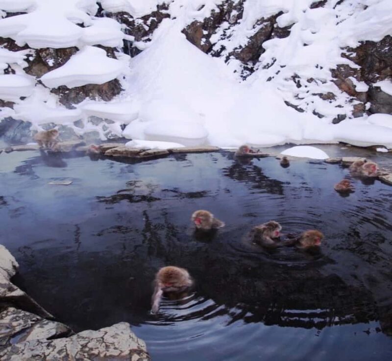 Osaka: Nagano Private Day Trip with English-Speaking Guide - Is This Tour Worth the Cost?