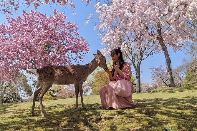 Osaka Namba Nara Yasaka Shrine Tour With AC Private Car by Guide - Introduction