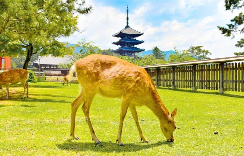 Osaka: Nara and Uji Day Trip with Deer Park and Hot Spring - Who This Tour Is Perfect For