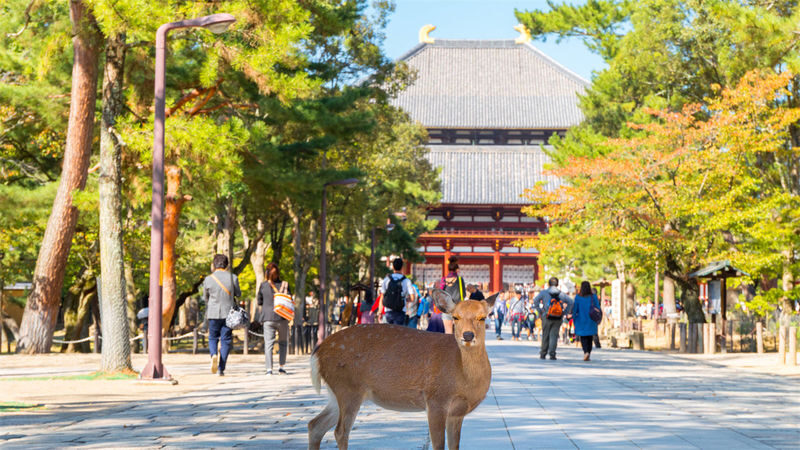 Osaka Nara, Kobe & Arima Onsen Full-Day Tour - Guide Wen and the value of a personal plan