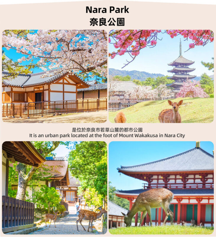 Osaka Nara Park and Mt. Ikoma Amusement Park Full-Day Guided Tour - Nara Park: Deer, temples, and room to roam