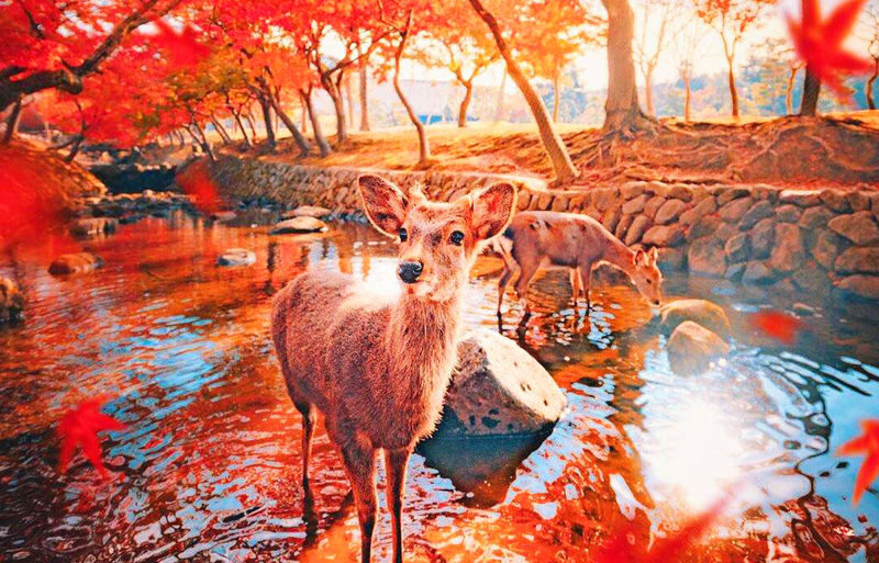Osaka Nara Park, Arima Onsen & Kobe Port One-Day Tour - Three destinations, one busy day