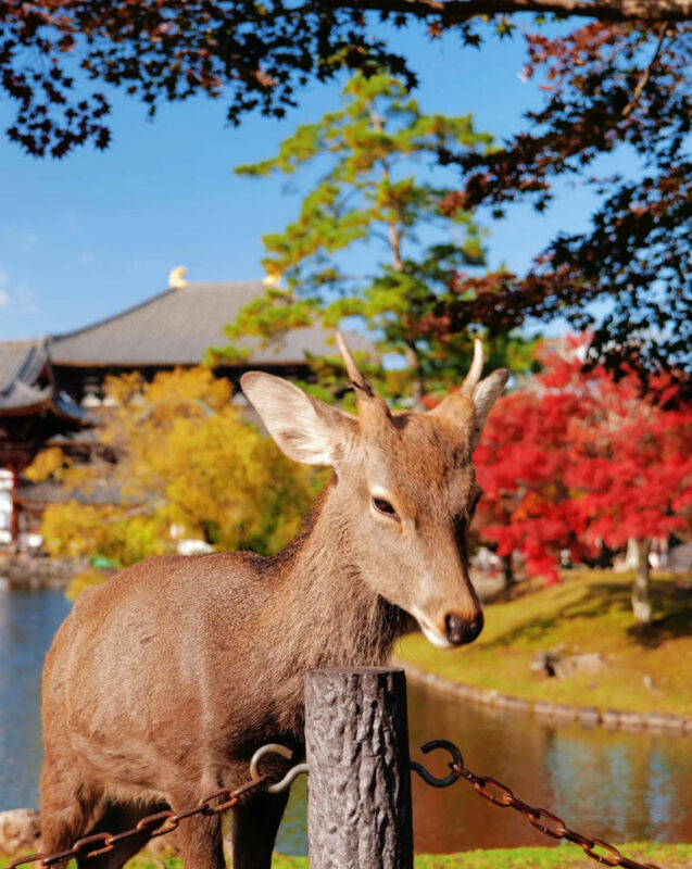 Osaka Nara Park, Arima Onsen & Kobe Port One-Day Tour - Arima Onsen: check what the stop actually means