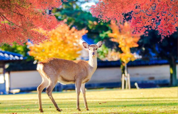 Osaka: Nara Park, Uji Matcha, Todaiji Temple, Onsen Day Tour - Optional Attractions