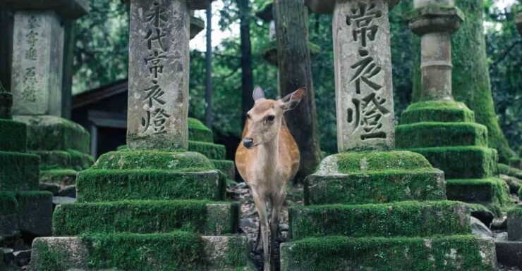 Osaka: Nara & Uji Day Tour: Deer Park, Matcha & Hot Springs - Itinerary Highlights