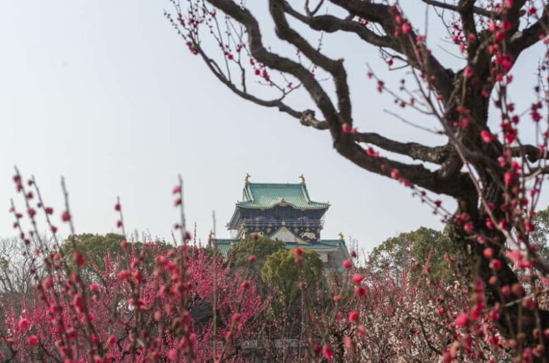 Osaka: Private Walking Shore Excursion-Kobe/Kyoto/Nara/Osaka - Practical Tips for Travelers