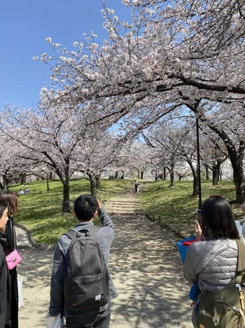 Osaka: Springtime Sakura Picnic "Hanami" - The Sum Up