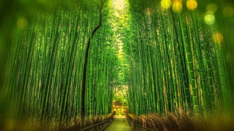 Osaka to Kyoto: Arashiyama Bamboo Grove Small Group Tour - Why You’ll Love This Tour