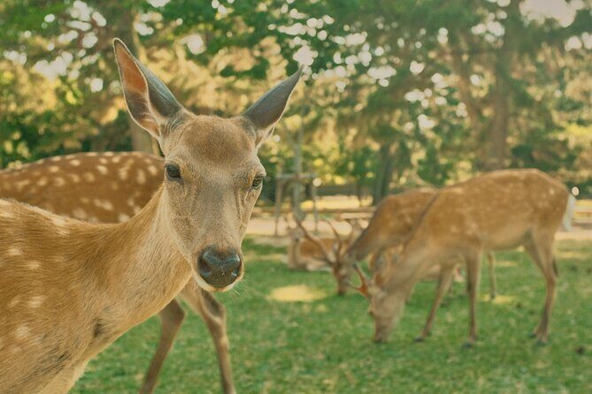 Osaka to Nara Park Private Day Trip with English Driver - Good To Know
