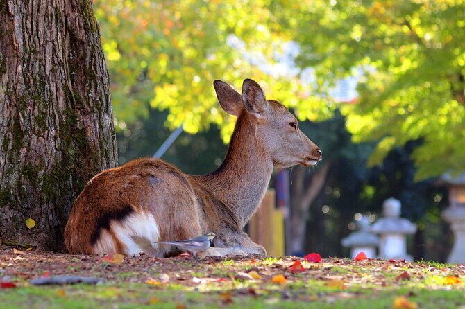 Osaka to Nara Park Private Day Trip with English Driver - Exploring the Itinerary: What to Expect