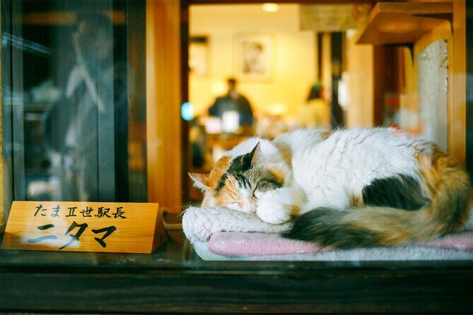 Osaka Wakayama Cat Train, Seafood market, Hot Springs Tour - The Experience: What Makes It Special?