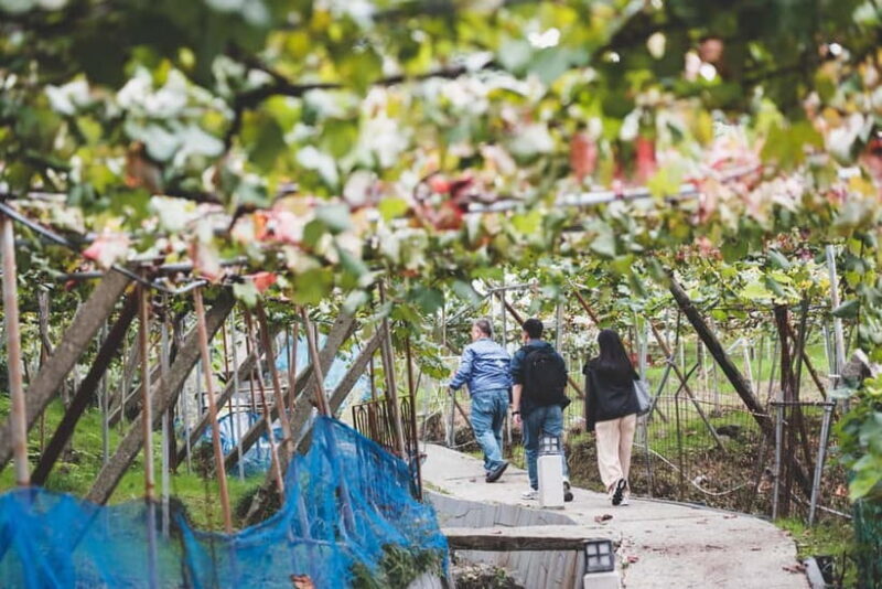 Osaka Winery Tour with Wine Tasting & Vineyard Walk - A Detailed Look at the Osaka Winery Tour Experience