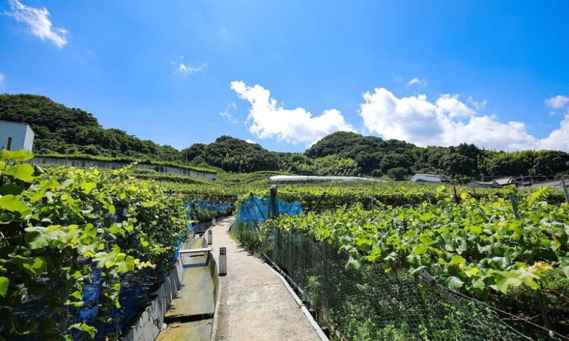 Osaka Winery Tour with Wine Tasting & Vineyard Walk - Final Thoughts: Who’s This Tour For?