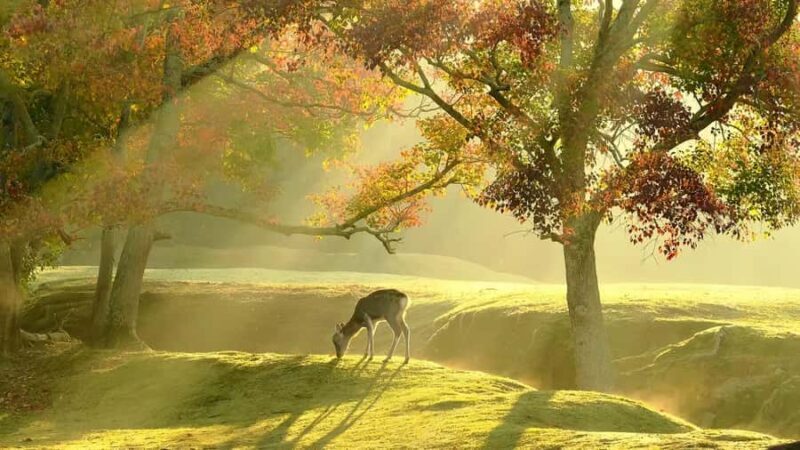 Osaka:Nara & Uji In-depth One-Day TourDeer Feeding - Transportation & Group Dynamics