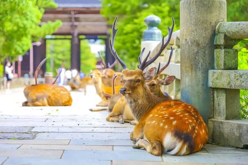 Osaka:Nara & Uji In-depth One-Day TourDeer Feeding - Who Should Consider This Tour?